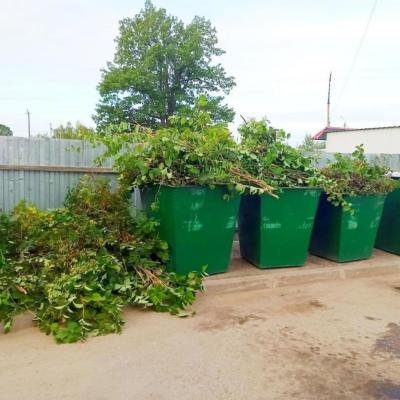 Растительные остатки в мусорных баках.